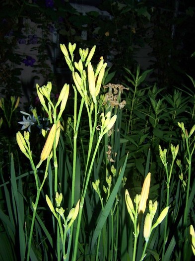 100_7709 - Iunie 2011