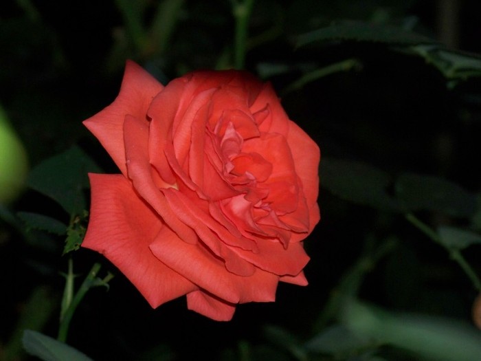 100_7712 - Iunie 2011