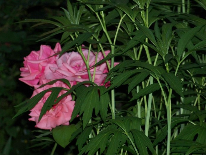 100_7715 - Iunie 2011