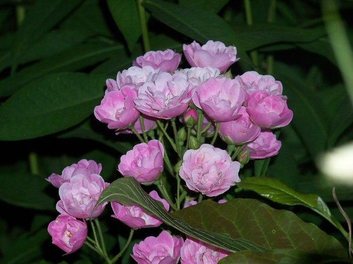 100_7716 - Iunie 2011