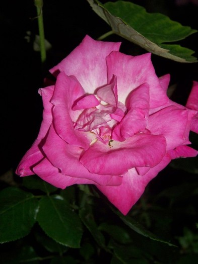 100_7717 - Iunie 2011