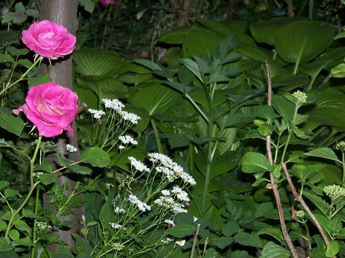 100_7724 - Iunie 2011