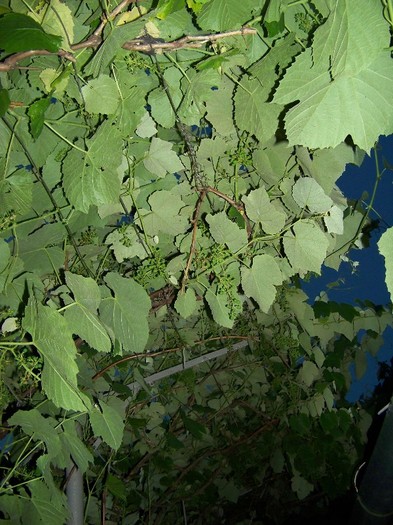 100_7735 - Iunie 2011