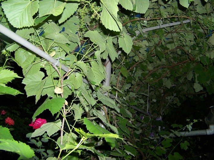 100_7736 - Iunie 2011