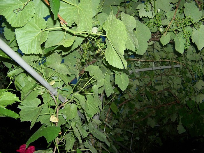 100_7737 - Iunie 2011