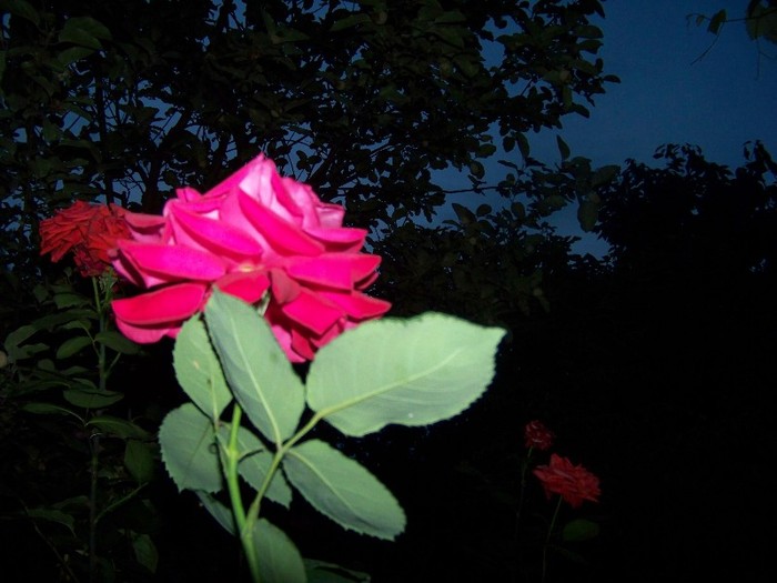 100_7739 - Iunie 2011