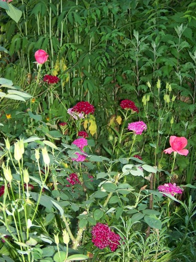 100_7799 - Iunie 2011