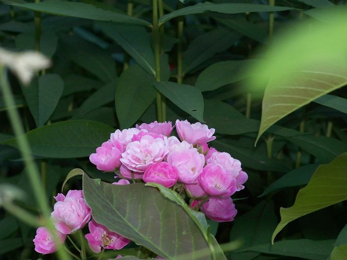 100_7801 - Iunie 2011