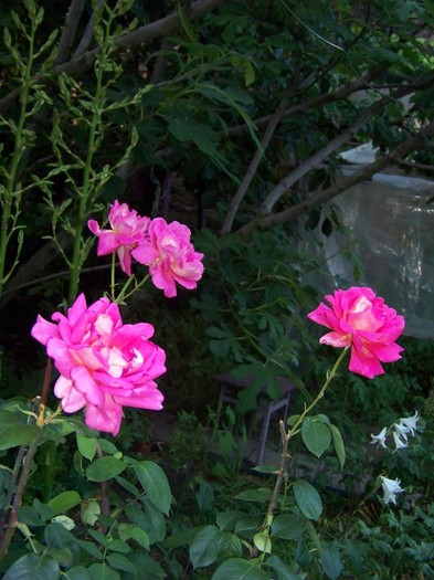 100_7812 - Iunie 2011