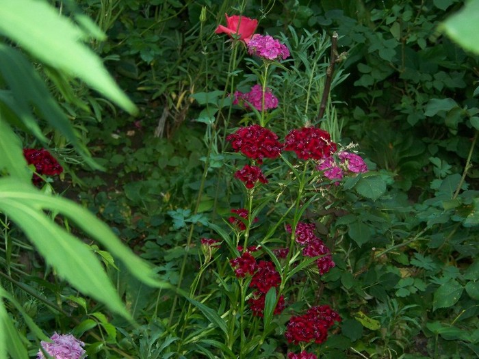 100_7814 - Iunie 2011