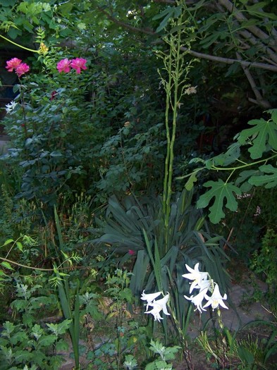 100_7819 - Iunie 2011