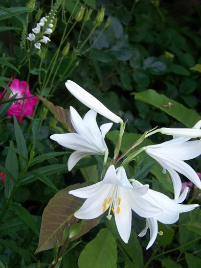 100_7825 - Iunie 2011