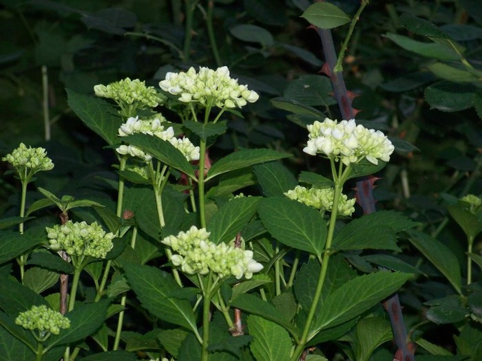 100_7829 - Iunie 2011