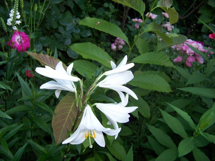 100_7831 - Iunie 2011