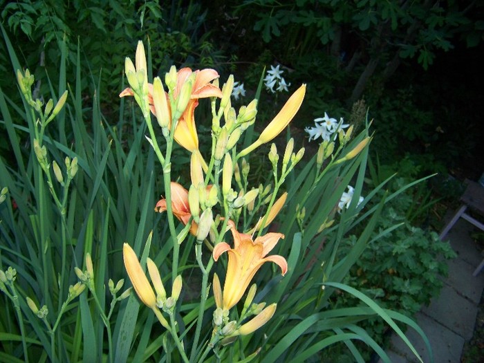 100_7832 - Iunie 2011