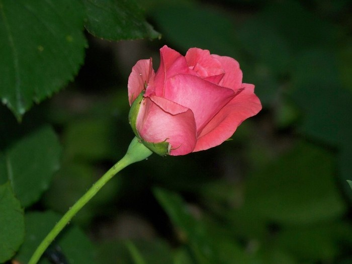 100_7838 - Iunie 2011