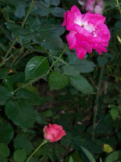 100_7839 - Iunie 2011