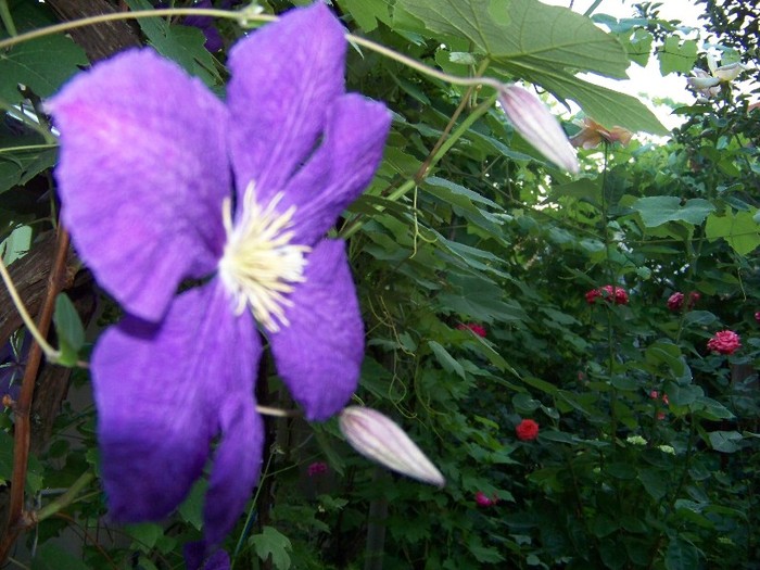 100_7842 - Iunie 2011