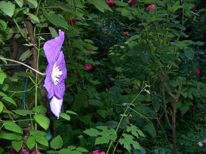 100_7843 - Iunie 2011