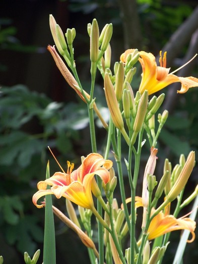 100_7874 - Iunie 2011