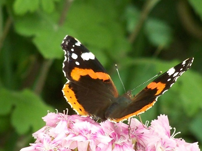 100_7897 - Iunie 2011