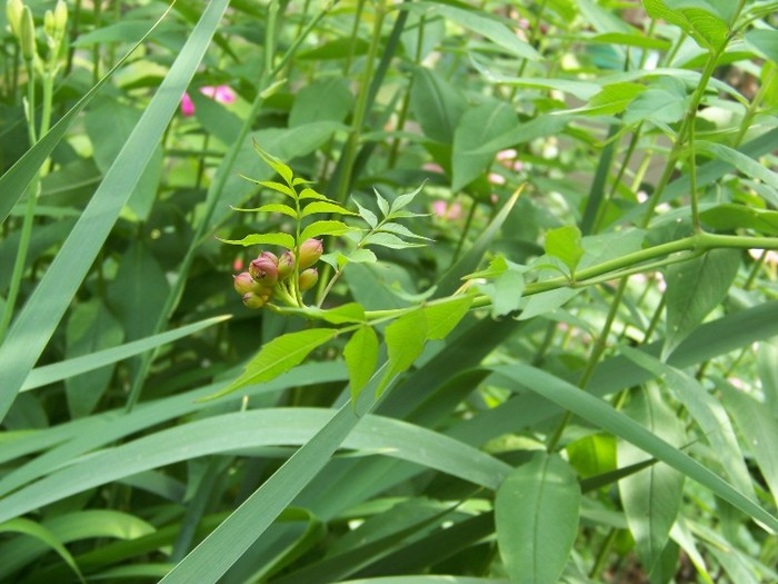 100_7931 - Iunie 2011