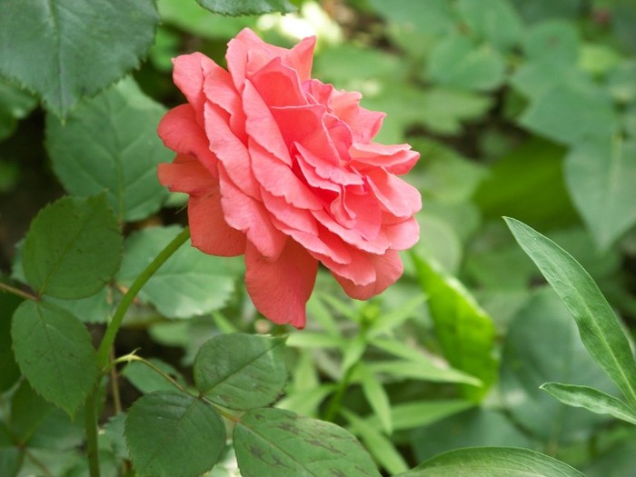 100_7958 - Iunie 2011