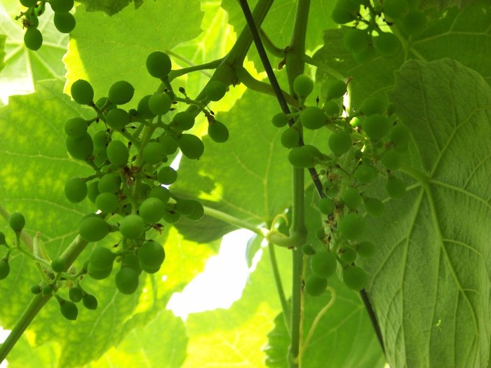 100_7962 - Iunie 2011