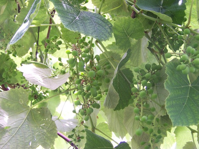 100_7963 - Iunie 2011