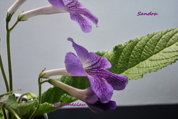 Sandra - Streptocarpus 2011