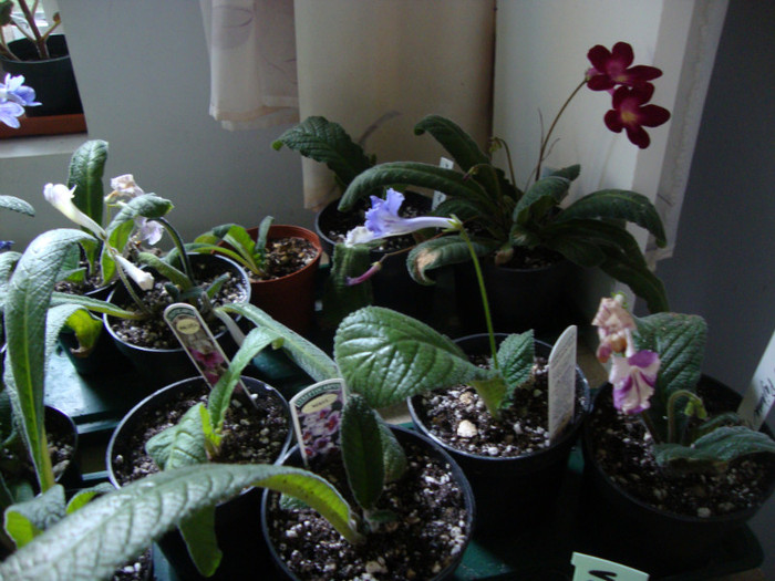 DSC08752 - STREPTOCARPUS