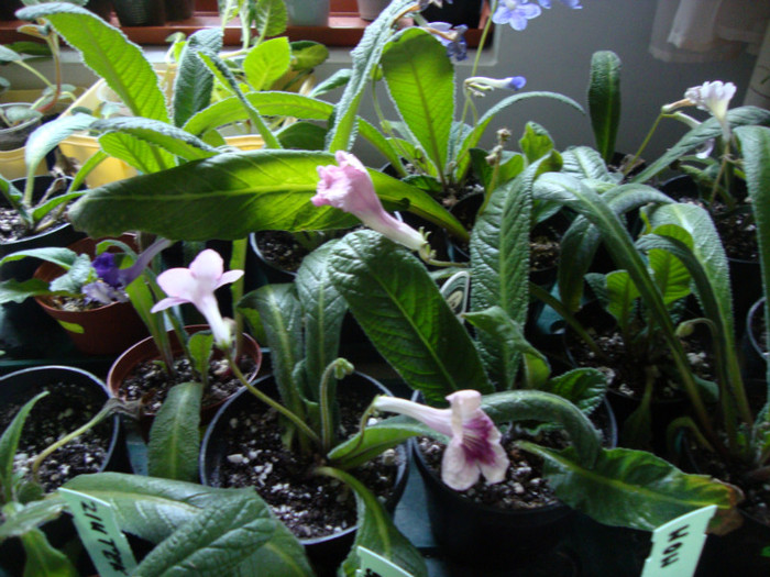 DSC08751 - STREPTOCARPUS