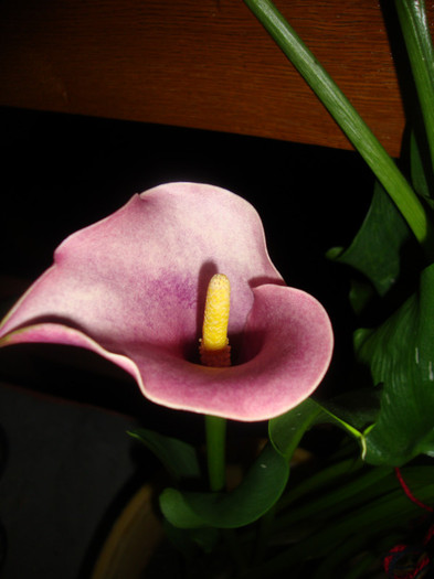 DSC06454 - CALA- zantedeschia