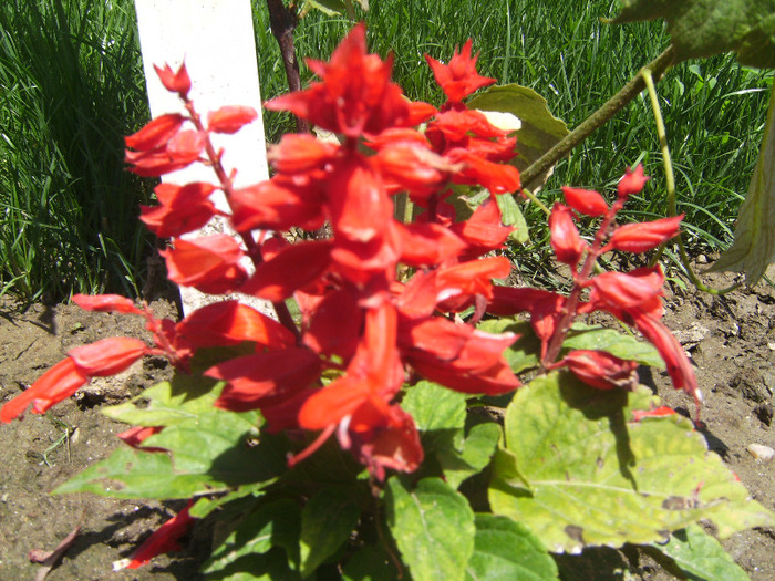 BILD1896 - florile surorii mele oty