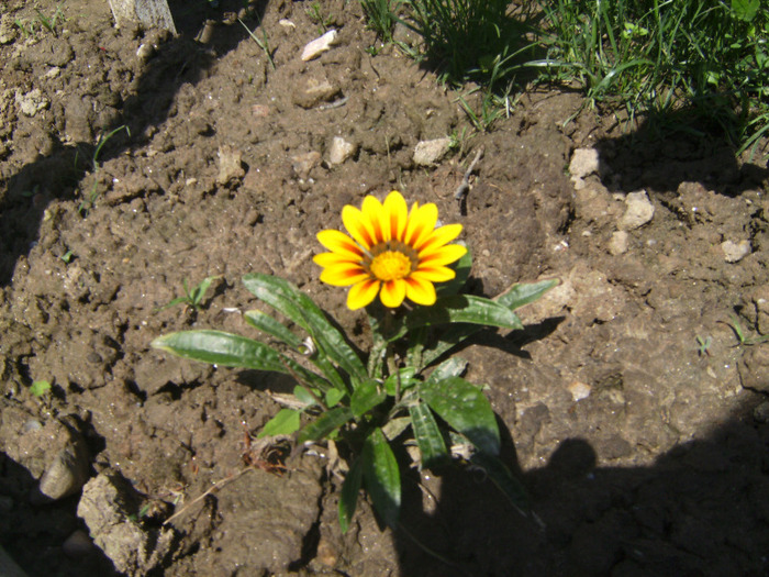 BILD1897 - florile surorii mele oty