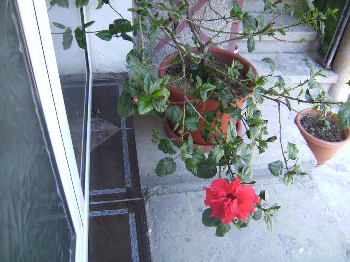 BILD1900 - florile surorii mele oty