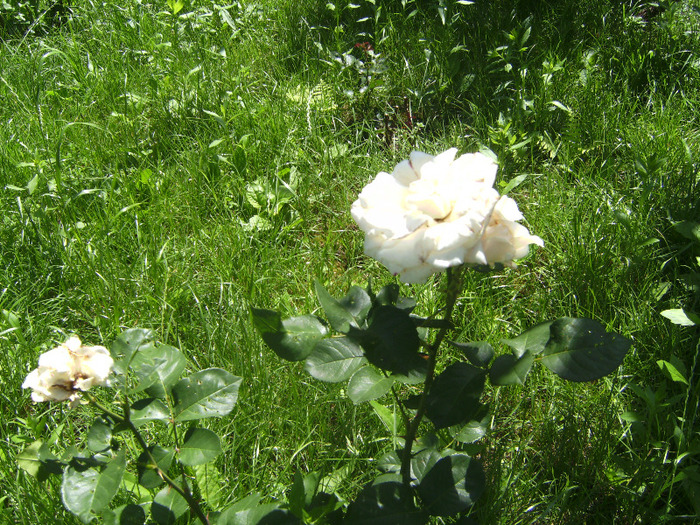 BILD1907 - florile surorii mele oty