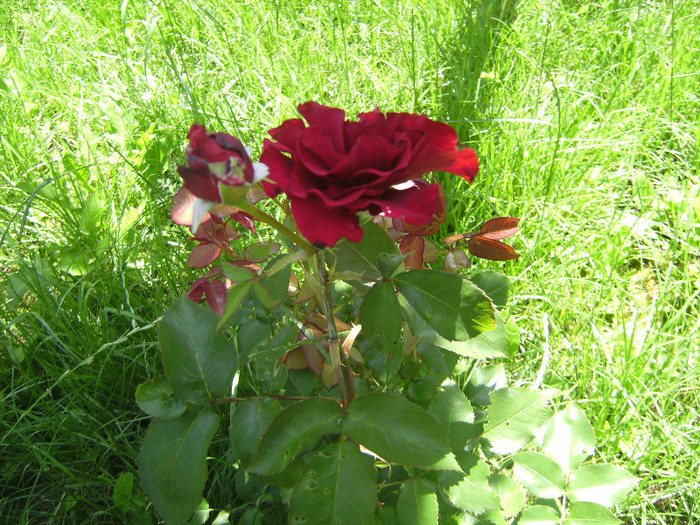 BILD1913 - florile surorii mele oty