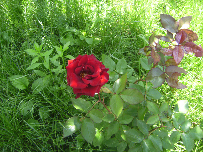 BILD1914 - florile surorii mele oty