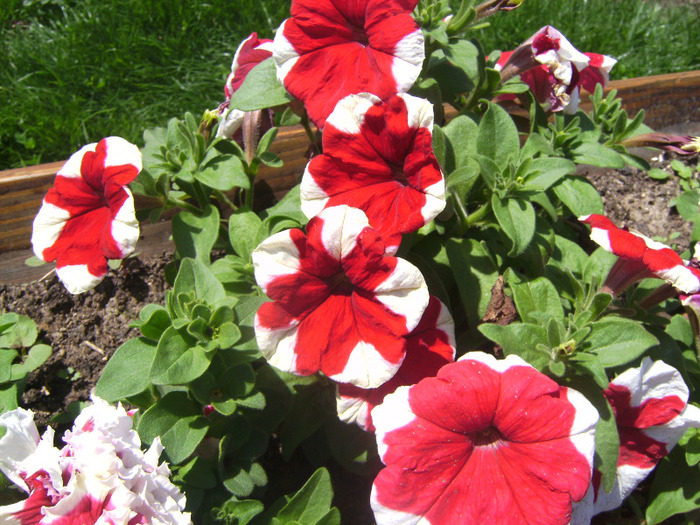 BILD1950 - florile surorii mele oty