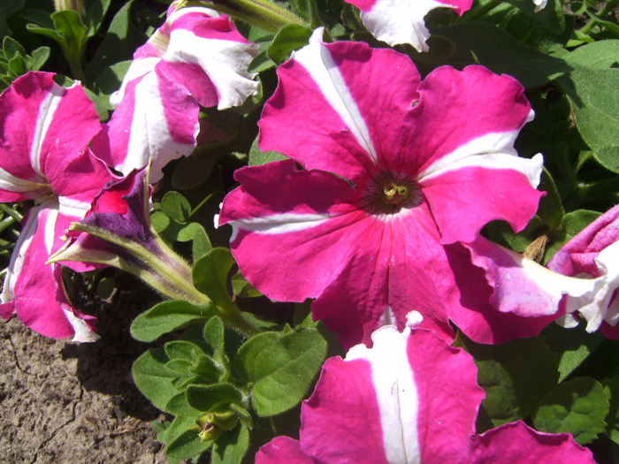 BILD1951 - florile surorii mele oty