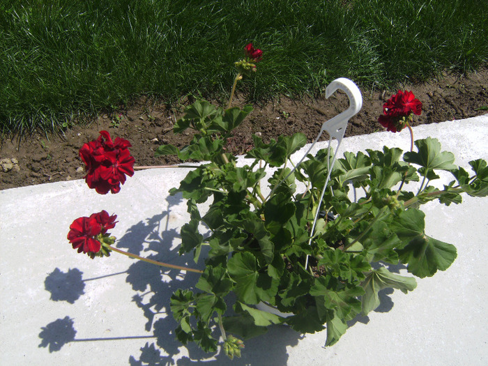 BILD1953 - florile surorii mele oty