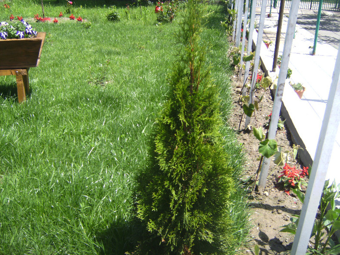 BILD1955 - florile surorii mele oty