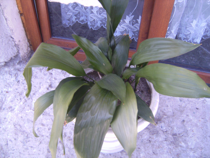 BILD1962 - florile surorii mele oty