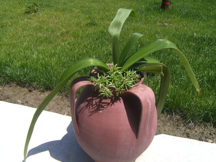 BILD1964 - florile surorii mele oty