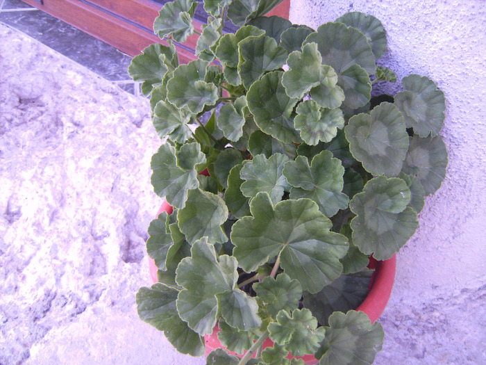 BILD1966 - florile surorii mele oty