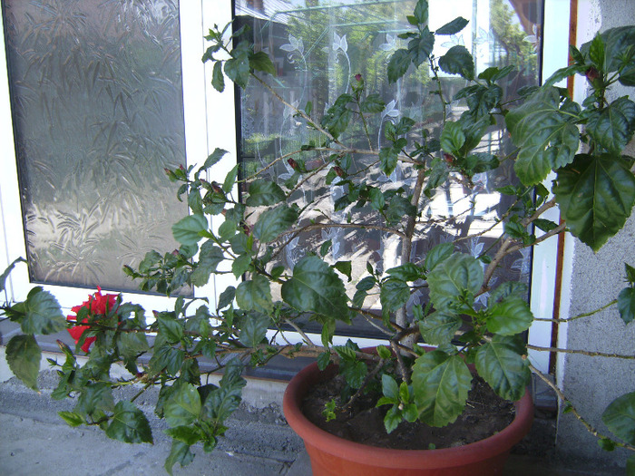 BILD1968 - florile surorii mele oty