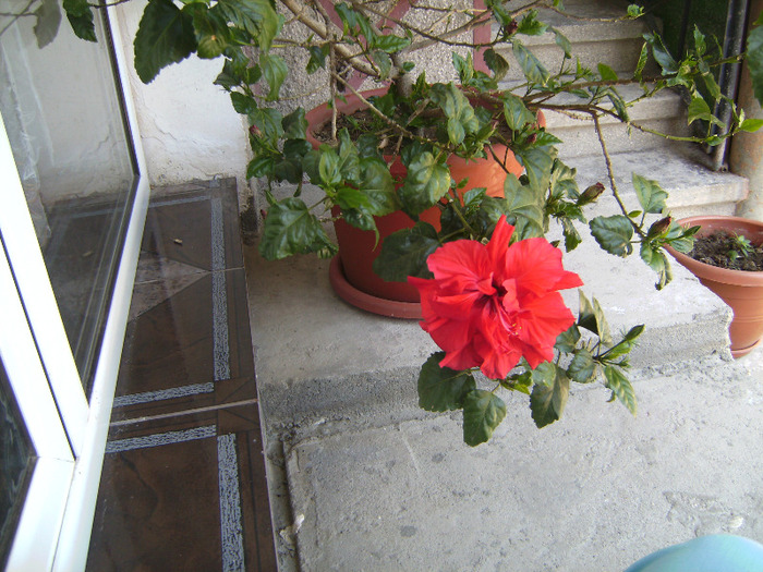 BILD1970 - florile surorii mele oty