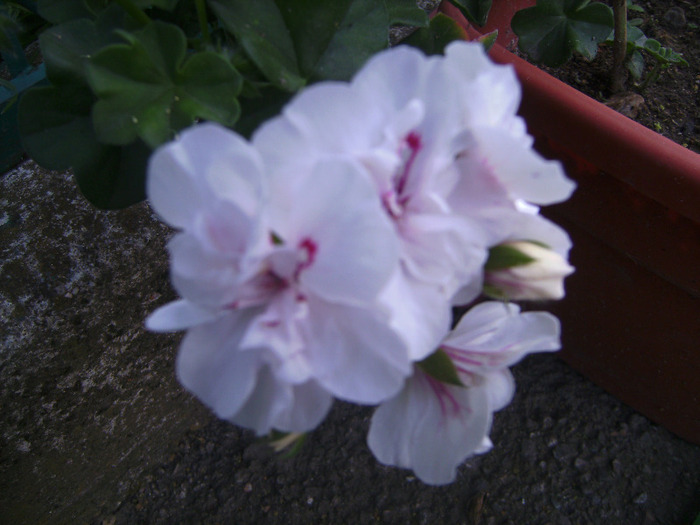 BILD1972 - florile surorii mele oty