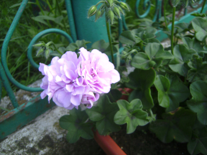 BILD1974 - florile surorii mele oty